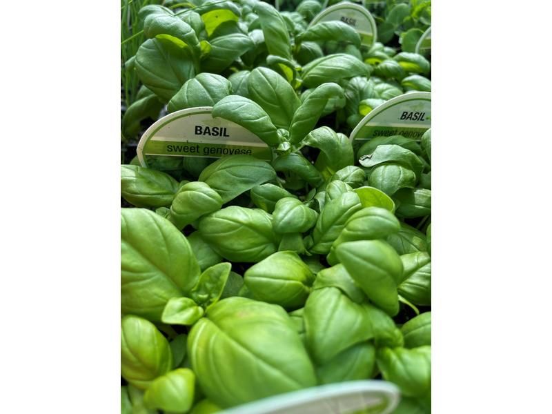 product image for Basil - 6 Cell