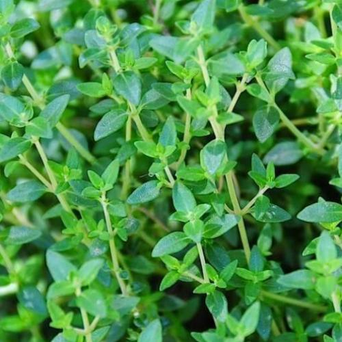 image of Thyme (Common) - Single Cell