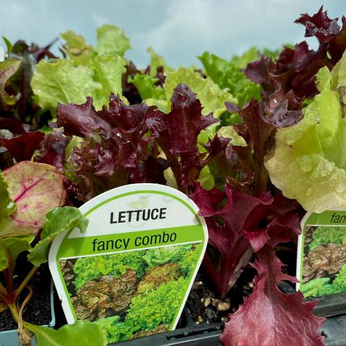 image of Lettuce (Fancy Combo) - 6 Cell