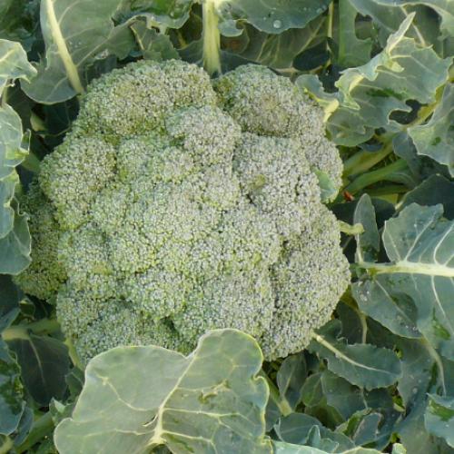 image of Broccoli  - 6 Cell