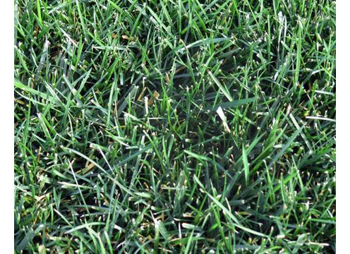gallery image of Rolawn Tall Fescue (Currently Unavailable)