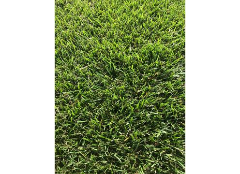 gallery image of Rolawn Tall Fescue (Currently Unavailable)