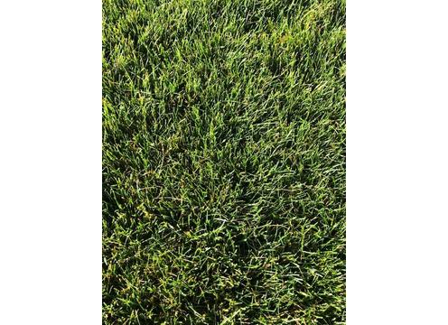 gallery image of Rolawn Fine Turf Rye (Currently Unavailable)