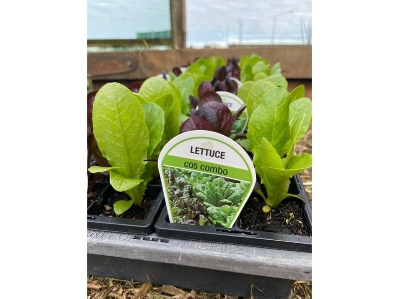 product image for Lettuce (Cos Red/Green) - 6 Cell 
