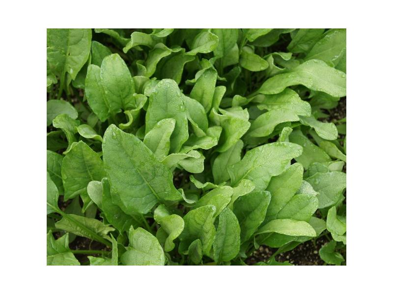 product image for Spinach (Perpetual) - 6 Cell