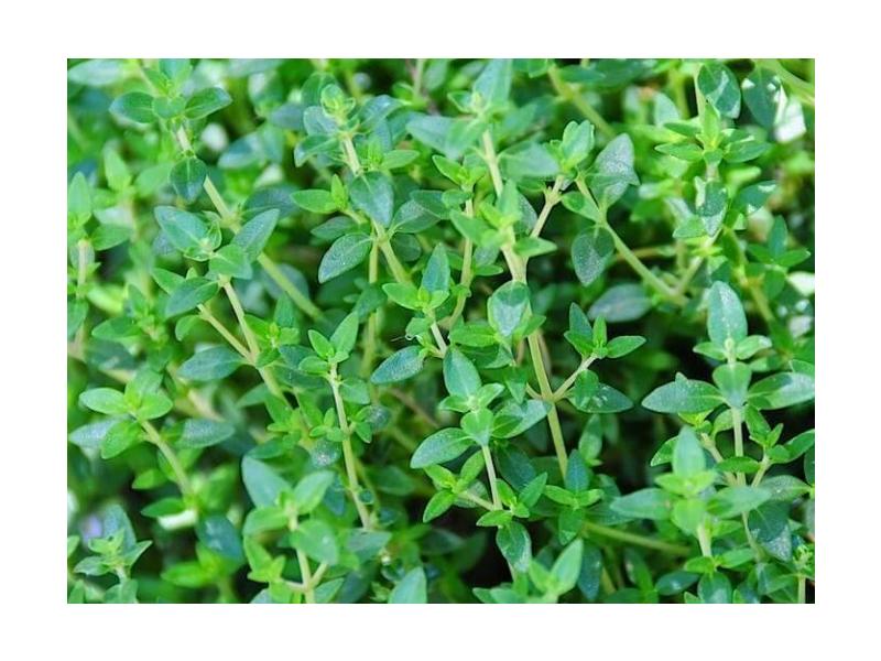 product image for Thyme (Common) - Single Cell