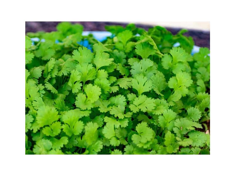 product image for Coriander - 6 cell 