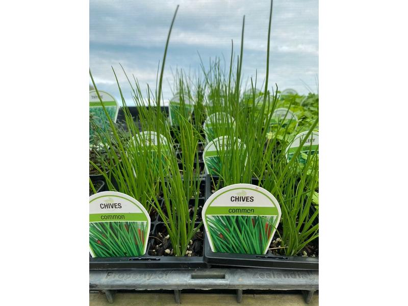 product image for Chives (Common) - 6 Cell