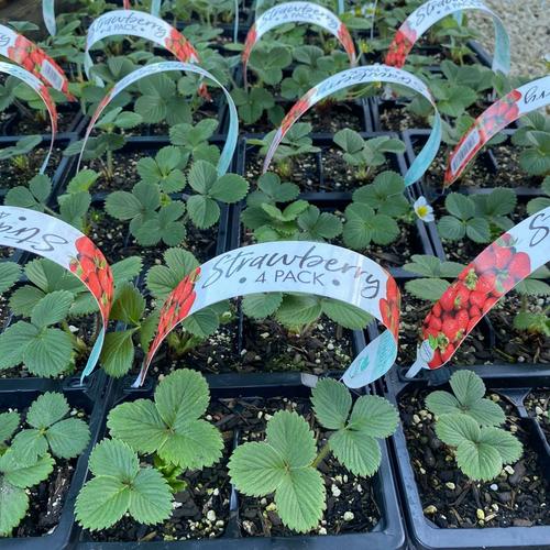 image of Strawberry Seedlings 