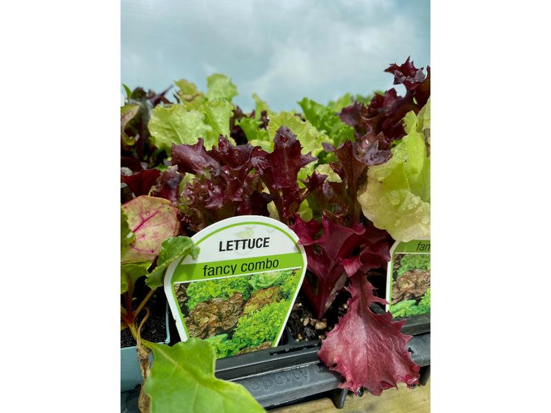 product image for Lettuce (Fancy Combo) - 6 Cell