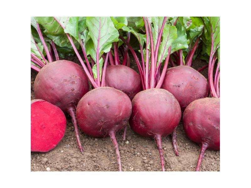 product image for Beetroot (Globe) - 6 Cell 