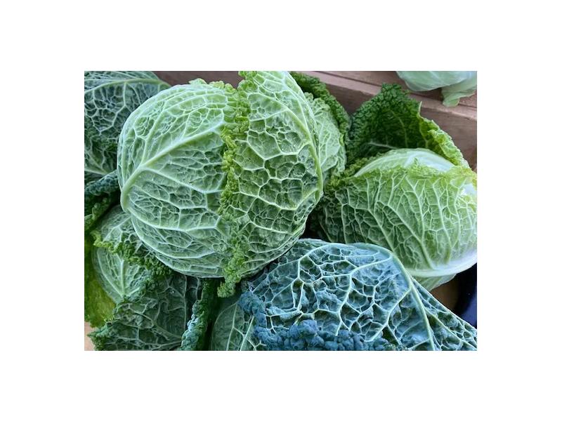 product image for Cabbage (Savoy) - 6 cell 