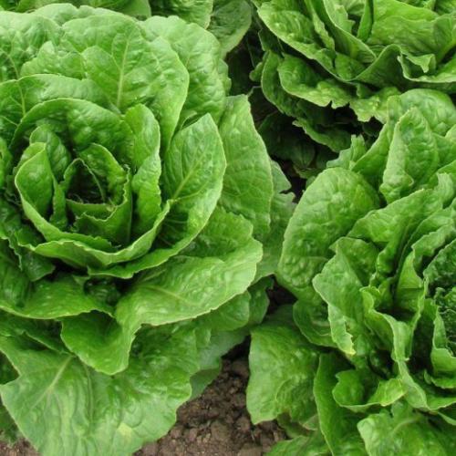 image of Lettuce (Buttercrunch) - 6 Cell 
