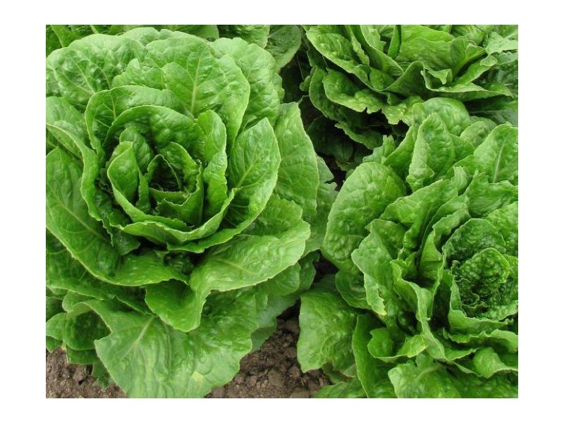 product image for Lettuce (Buttercrunch) - 6 Cell 
