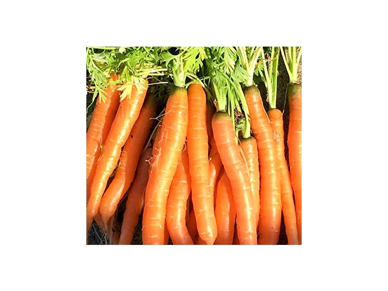 product image for Carrot (Manchester) - 6 Cell 